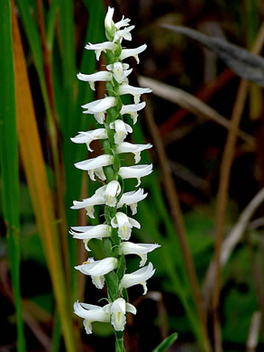 image of Spiranthes magnicamporum, Great Plains Ladies'-tresses