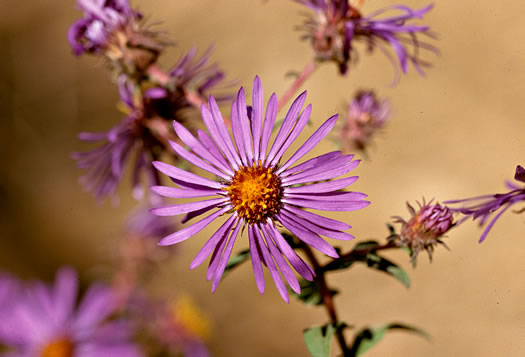 image of Symphyotrichum novae-angliae, New England Aster, Michaelmas-daisy