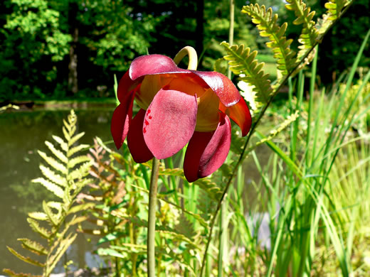 Sarracenia purpurea var. purpurea, Northern Purple Pitcherplant