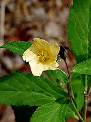 image of Sida rhombifolia var. rhombifolia, Arrowleaf Sida, Diamondleaf Fanpetal, Cuban Jute