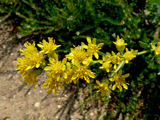 image of Solidago jacksonii, Southeastern Stiff Goldenrod, Southeastern Bold Goldenrod