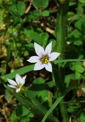 image of Sisyrinchium micranthum, Annual Blue-eyed-grass, Lawn Blue-eyed-grass, Fairy Stars