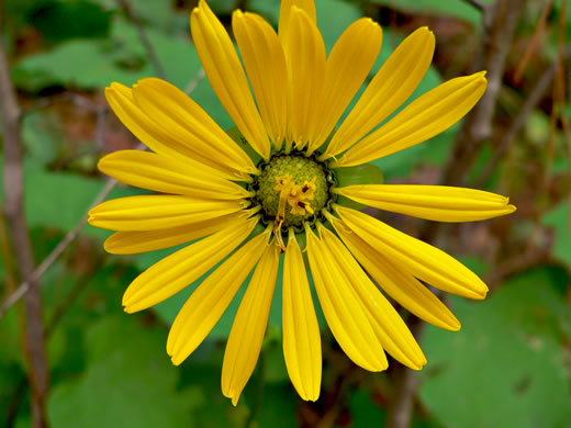 image of Silphium terebinthinaceum, Prairie-dock, Broadleaf Prairie-dock