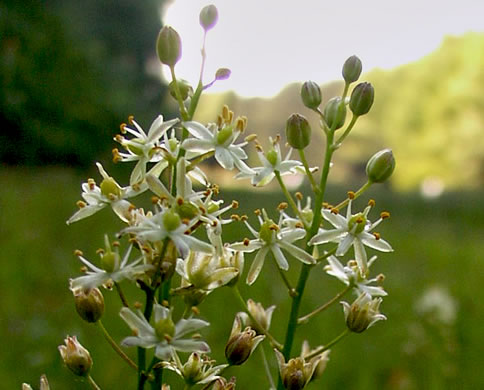 image of Schoenolirion wrightii, Texas Sunnybell