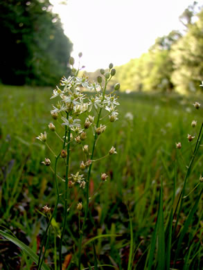 image of Schoenolirion wrightii, Texas Sunnybell