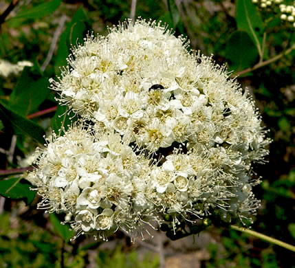 image of Spiraea virginiana, Virginia Spiraea, Appalachian Spiraea, Virginia Meadowsweet