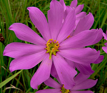 image of Sabatia decandra, Bartram's Rose-gentian