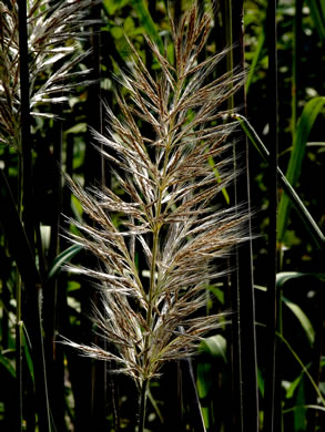 image of Erianthus giganteus, Sugarcane Plumegrass, Giant Plumegrass