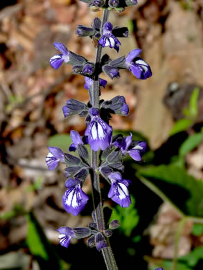 image of Salvia urticifolia, Nettleleaf Sage