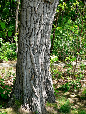 image of Sassafras albidum, Sassafras