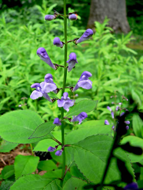 image of Scutellaria serrata, Showy Skullcap, Serrate Skullcap