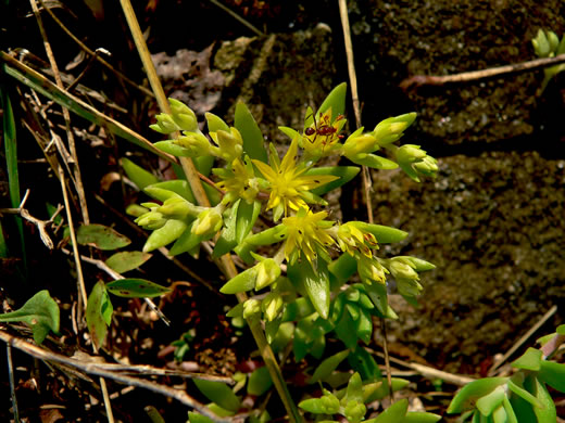 image of Sedum sarmentosum, Stringy Stonecrop