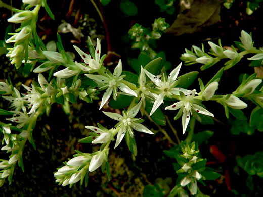 image of Sedum ternatum, Mountain Stonecrop, Whorled Stonecrop, Three-leaf Stonecrop