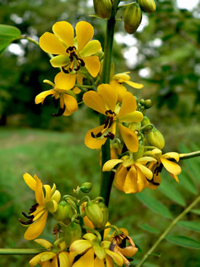 image of Senna marilandica, Maryland Wild Senna, Maryland Senna