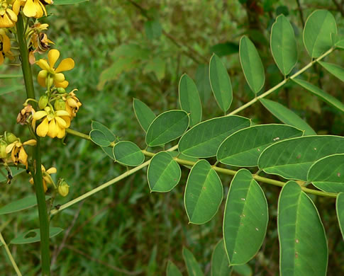 image of Senna marilandica, Maryland Wild Senna, Maryland Senna