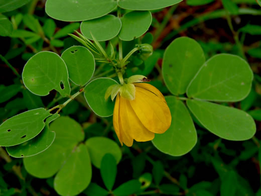 image of Senna obtusifolia, Coffeeweed, Sicklepod