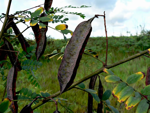 image of Sesbania punicea, Rattlebush, Purple Sesban, Scarlet Wisteria-tree, Red Sesban