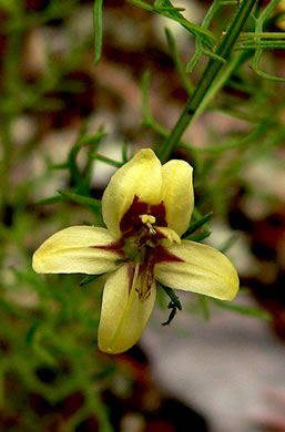 image of Seymeria cassioides, Senna Seymeria, Yaupon Black-senna