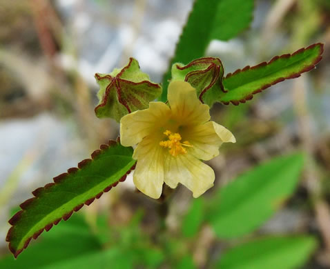 image of Sida spinosa, Prickly Fanpetals, Prickly Sida, Prickly Mallow, False-mallow