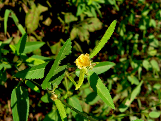 image of Sida spinosa, Prickly Fanpetals, Prickly Sida, Prickly Mallow, False-mallow