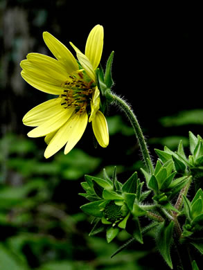 image of Silphium mohrii, Shaggy Rosinweed