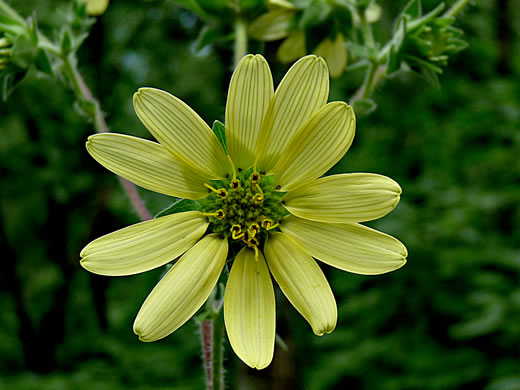 image of Silphium mohrii, Shaggy Rosinweed