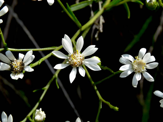 image of Solidago ptarmicoides, Prairie Goldenrod, White Prairie-goldenrod, Upland White Aster