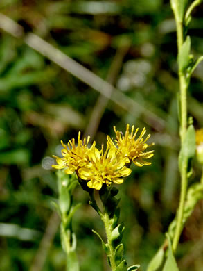 image of Solidago jacksonii, Southeastern Stiff Goldenrod, Southeastern Bold Goldenrod