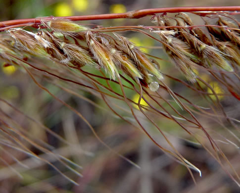 image of Sorghastrum secundum, Lopsided Indiangrass