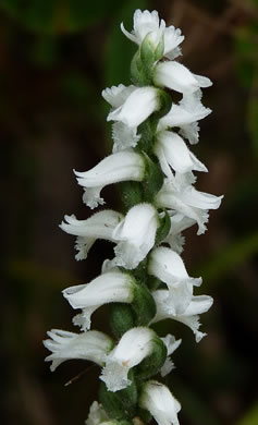 image of Spiranthes cernua, Nodding Ladies'-tresses