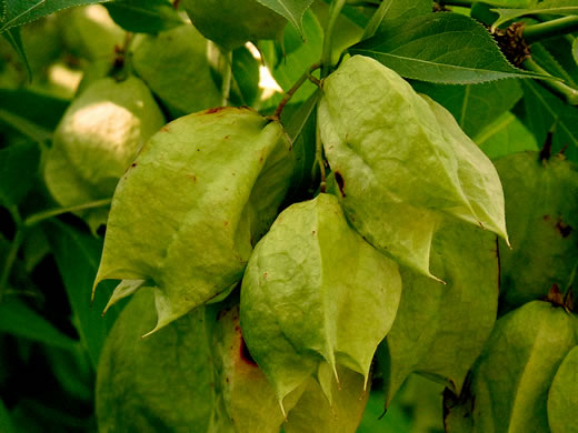 image of Staphylea trifolia, Bladdernut