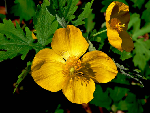 image of Stylophorum diphyllum, Celandine-poppy, Woods-poppy