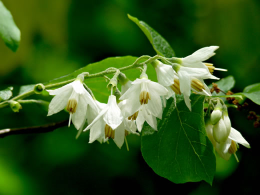 image of Styrax grandifolius, Bigleaf Snowbell, Bigleaf Storax, Large-leaved Storax