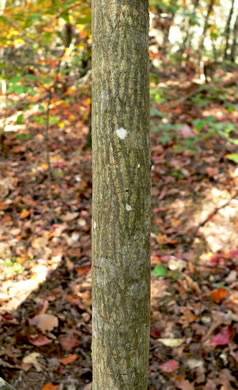 image of Symplocos tinctoria, Horsesugar, Sweetleaf, Dyebush