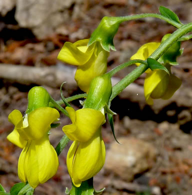 image of Thermopsis fraxinifolia, Ashleaf Golden-banner