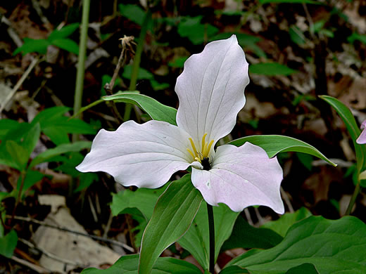 Trillium grandiflorum, Large-flowered Trillium, Great White Trillium, White Wake-robin, Showy Wake-robin