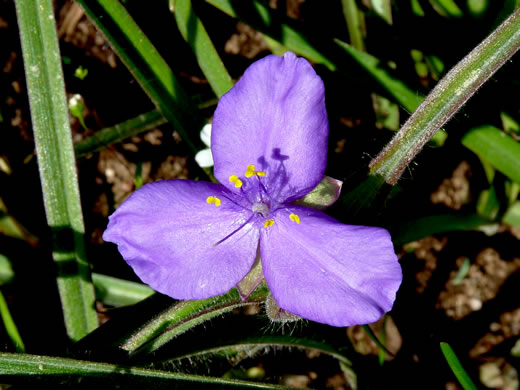 image of Tradescantia hirsuticaulis, Hairy Spiderwort