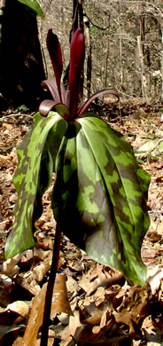 image of Trillium maculatum, Mottled Trillium, Spotted Trillium