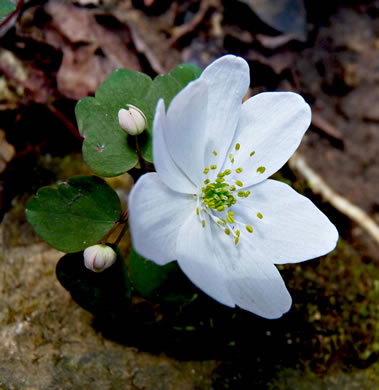 image of Thalictrum thalictroides, Windflower, Rue-anemone