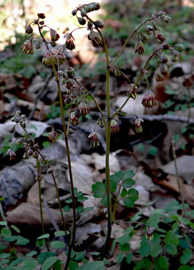 image of Thalictrum debile, Trailing Meadowrue