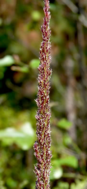 image of Tridens strictus, Longspike Tridens, Longspike Fluffgrass, Spike Triodia