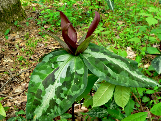 image of Trillium decipiens, Chattahoochee Trillium, Deceptive Trillium