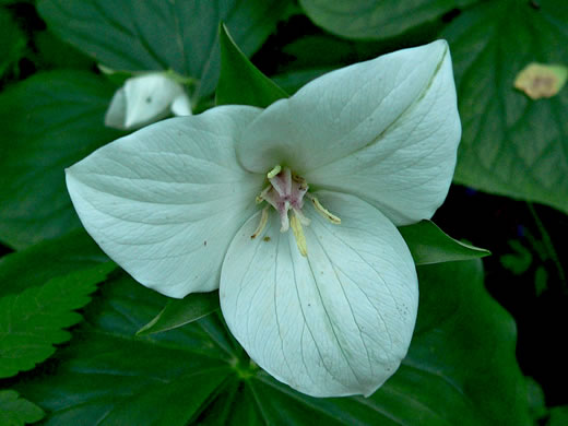 Trillium flexipes, Bent Trillium, Bent White Trillium, Bentstalk Trillium, Drooping Trillium