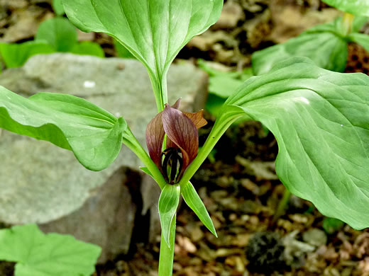 image of Trillium recurvatum, Prairie Trillium, Prairie Wake-robin, Recurved Trillium