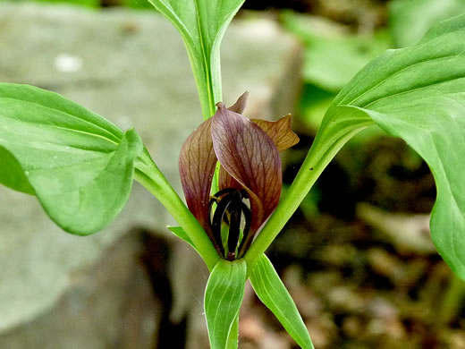 image of Trillium recurvatum, Prairie Trillium, Prairie Wake-robin, Recurved Trillium