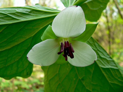 Trillium rugelii, Southern Nodding Trillium