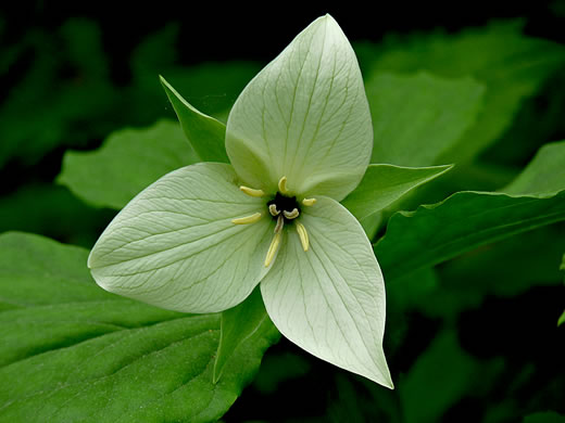 Trillium simile, Sweet White Trillium, Confusing Trillium, Jeweled Trillium