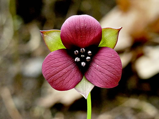 Trillium sulcatum, Southern Red Trillium, Barksdale's Trillium