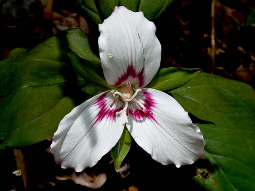 image of Trillidium undulatum, Painted Trillium, Striped Wake-robin