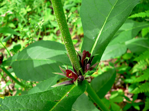 image of Triosteum perfoliatum, Perfoliate Horse-gentian, Perfoliate Tinker's-weed, Wild Coffee, Feverwort